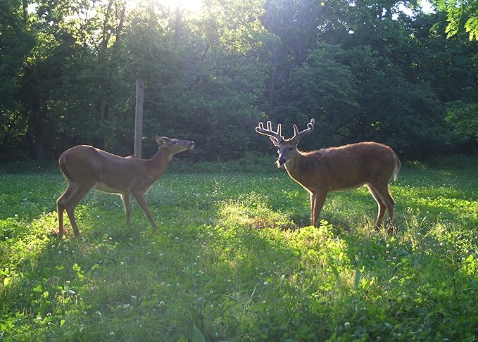 Terra Products Co. AX Deer Mineral - Antler Xcelerator for Deer