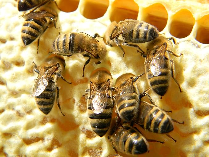 Fresh 100% Organic Bee Bread Perga Ambrosia Naturally Fermented Pollen 3.53 Ounce / 100g. Excellent Quality Vacuumized Packaging
