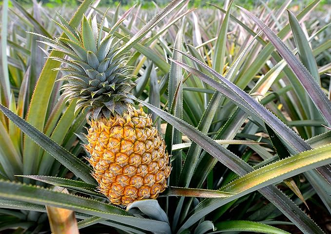 Food to Live Organic Pineapple Juice Powder 1.5 Pounds - Non-GMO Made from Raw Dried Fruit Unsulfured Vegan Bulk Kosher Great for Baking Juices Smoothies Contains Maltodextrin No Sulphites