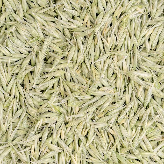 Milky Oats Organically Grown in Wisconsin | 5.6 oz | 79 Servings | Sacred Blossom Farm | Herbal Tea &amp Medicinal Herbs | Loose Leaf | Regenerative Farming | Single Source | Avena Sativa